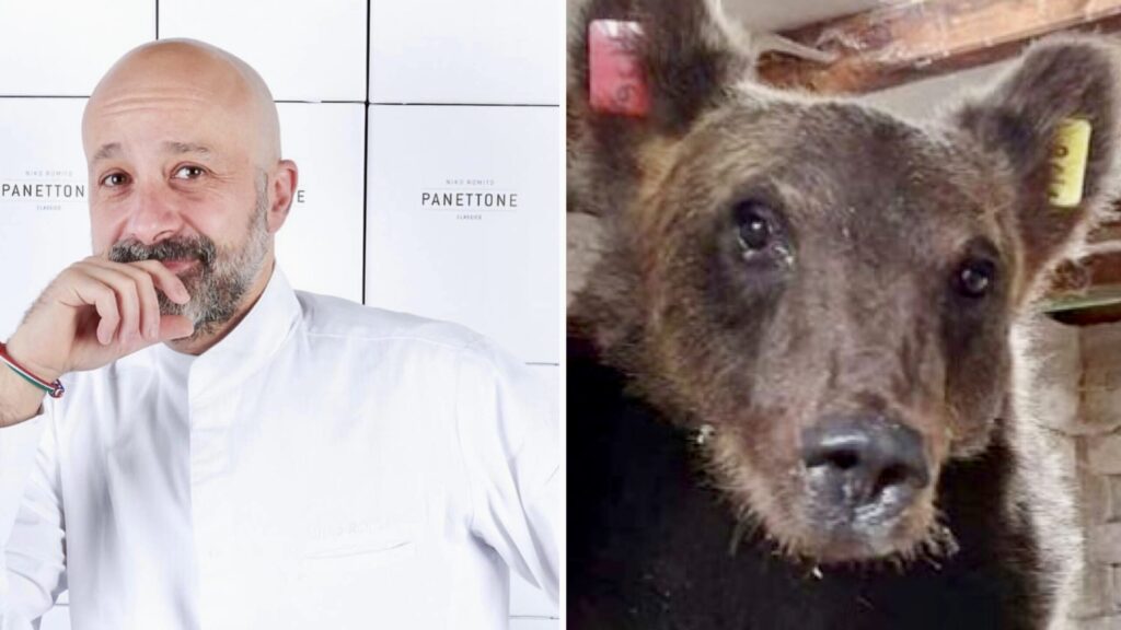 juan-carrito-ama-niko-romito.-e-chiaramente-un-orso-gourmet