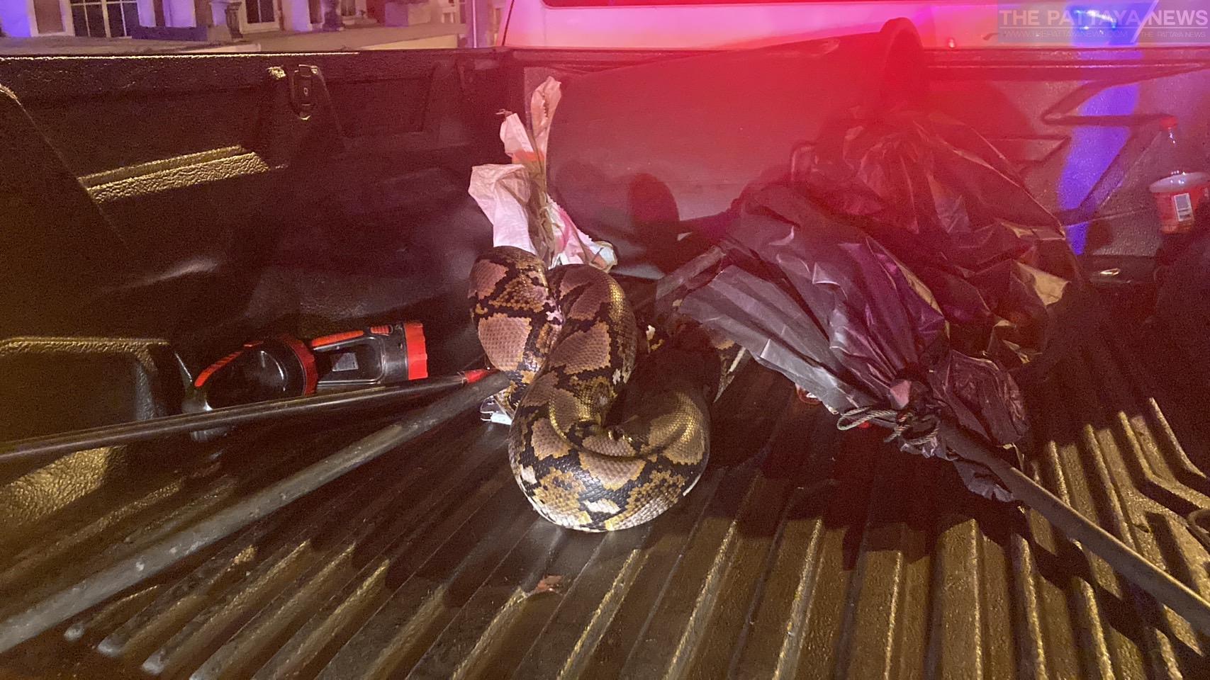 unlucky-pattaya-rescuer-gets-scared-and-falls-out-of-his-truck-after-python-escapes-on-truck's-bed-–-the-pattaya-news