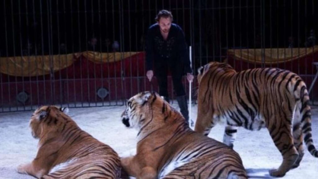 ivan-orfei-aggredito-da-una-tigre:-“e-stata-una-litigata-di-gelosia”,-dice