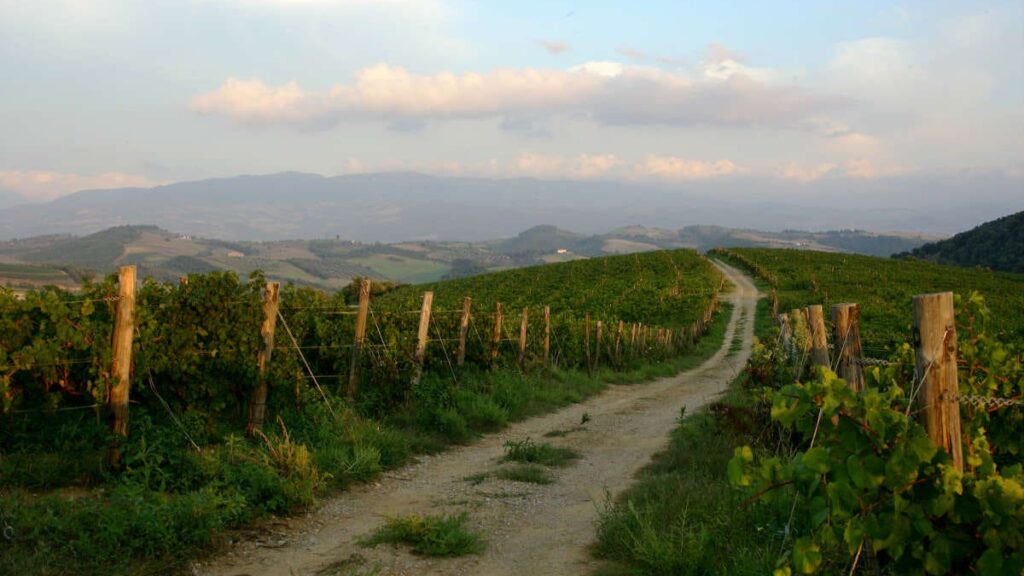 consorzio-montecucco,-la-produzione-2022-cresce-del-35%-all