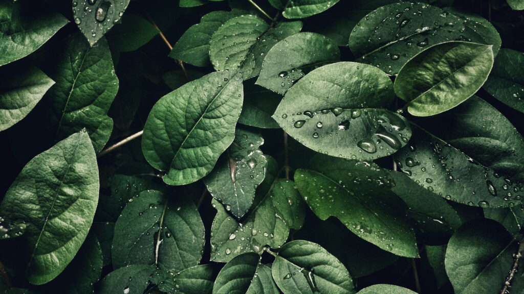 exactly-how-to-calculate-your-carbon-footprint-(&-what-it-means)