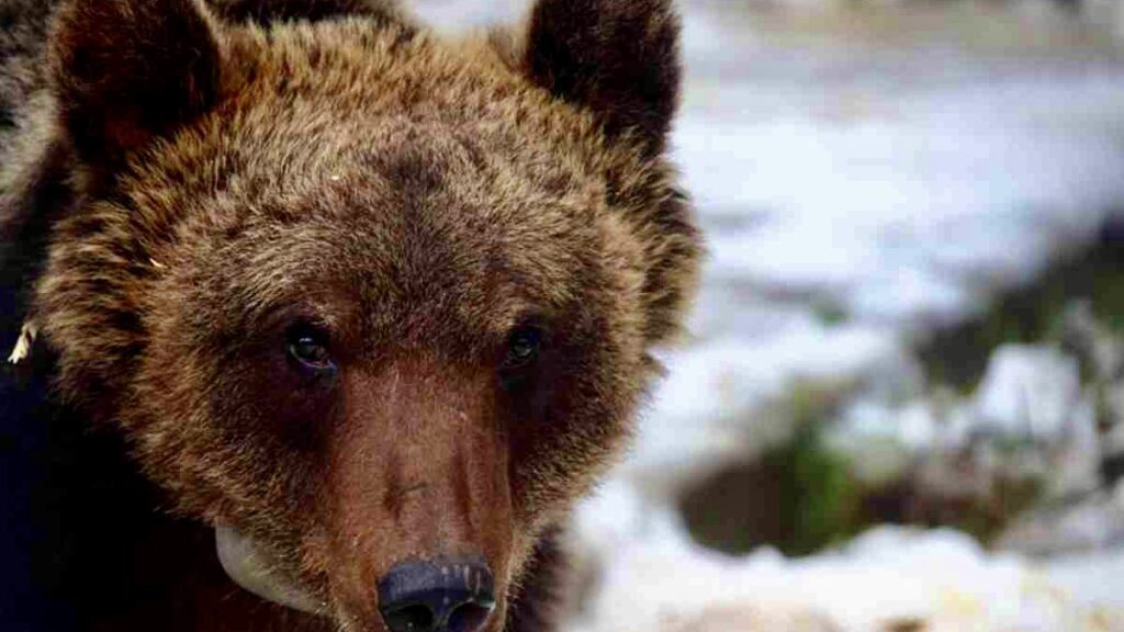juan-carrito-e-morto:-breve-vita-di-un-“piccolo”-orso-gourmet
