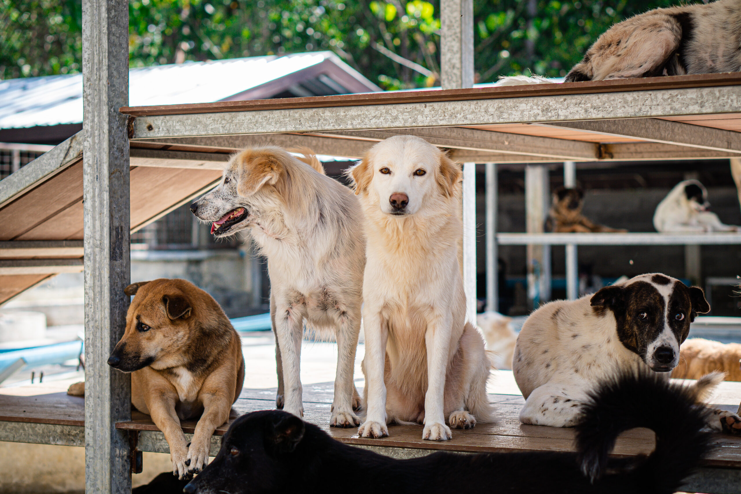 video:-a-look-around-cozy-beach-and-chat-about-stray-dogs-in-the-area.-–-the-pattaya-news