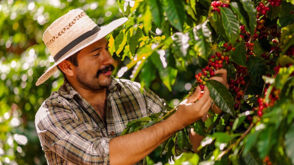 il-vietnam-verso-la-produzione-di-caffe-che-non-danneggi-le-foreste