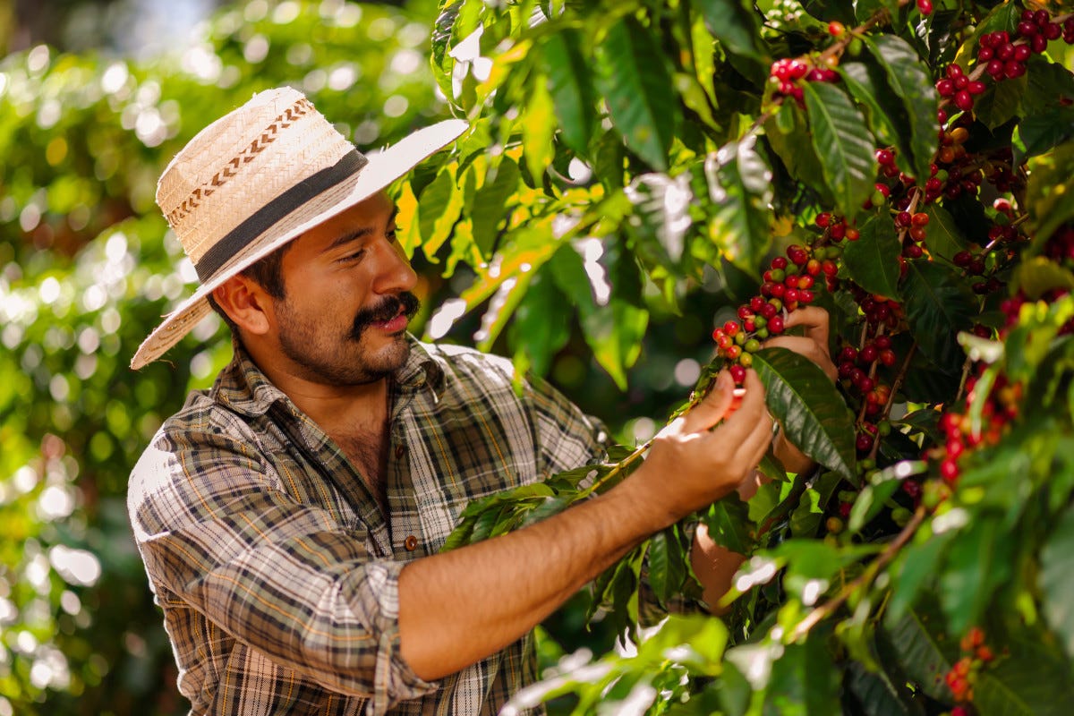 il-vietnam-verso-la-produzione-di-caffe-che-non-danneggi-le-foreste