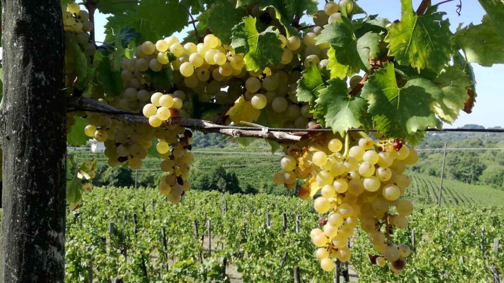 viniveri-a-cerea-con-90-cantine-italiane-di-vini-naturali