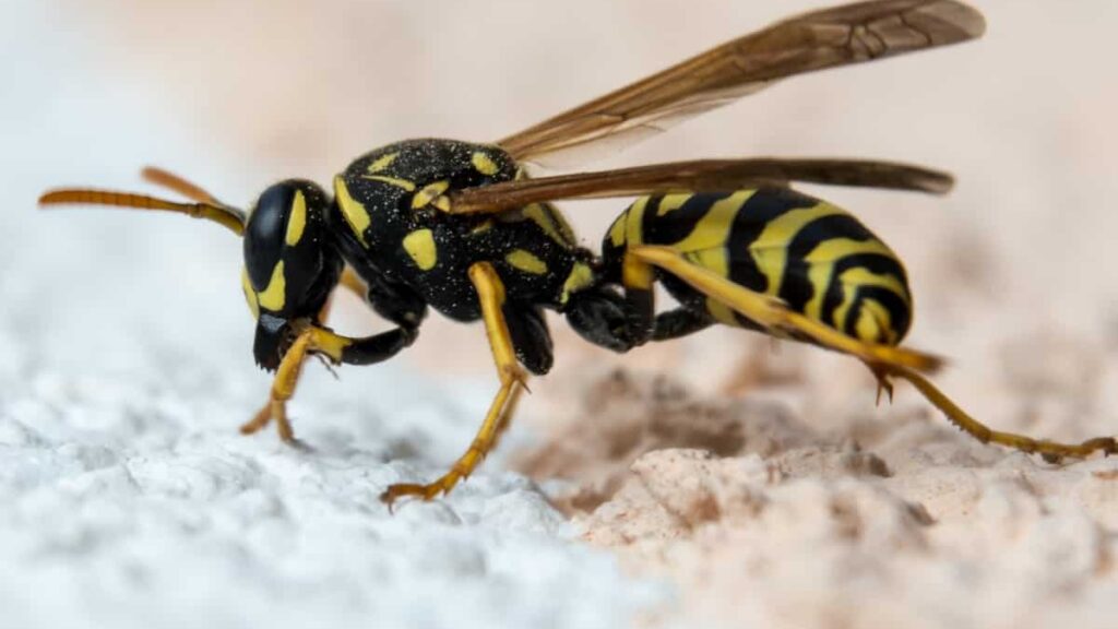vespe-addio-con-questo-metodo-naturale-che-non-le-uccide
