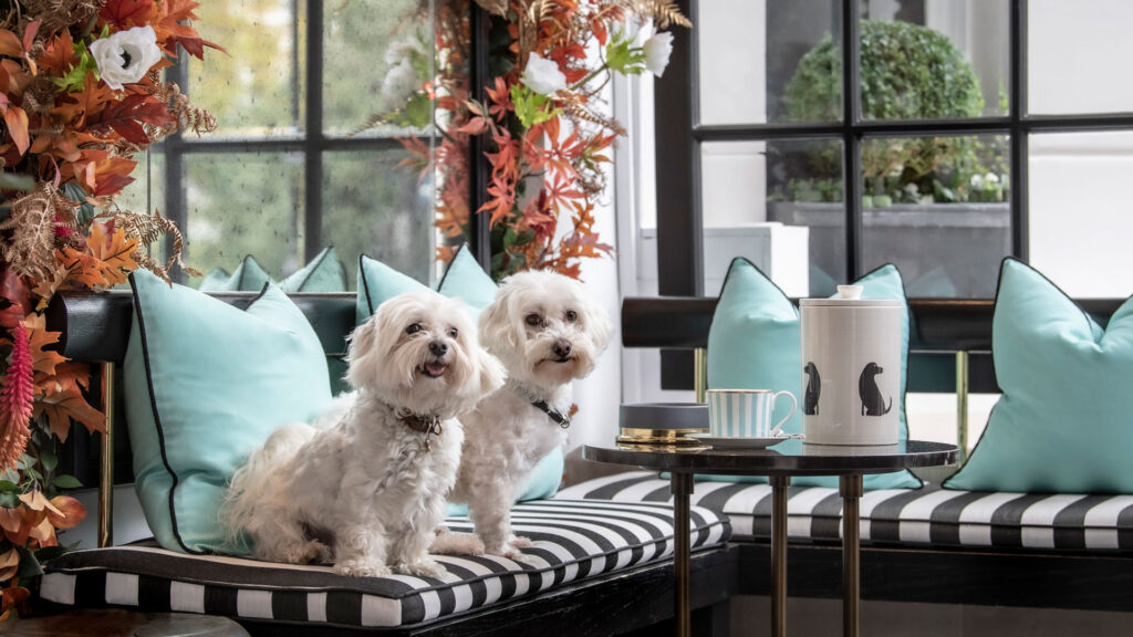 the-best-dog-friendly-hotels-in-london