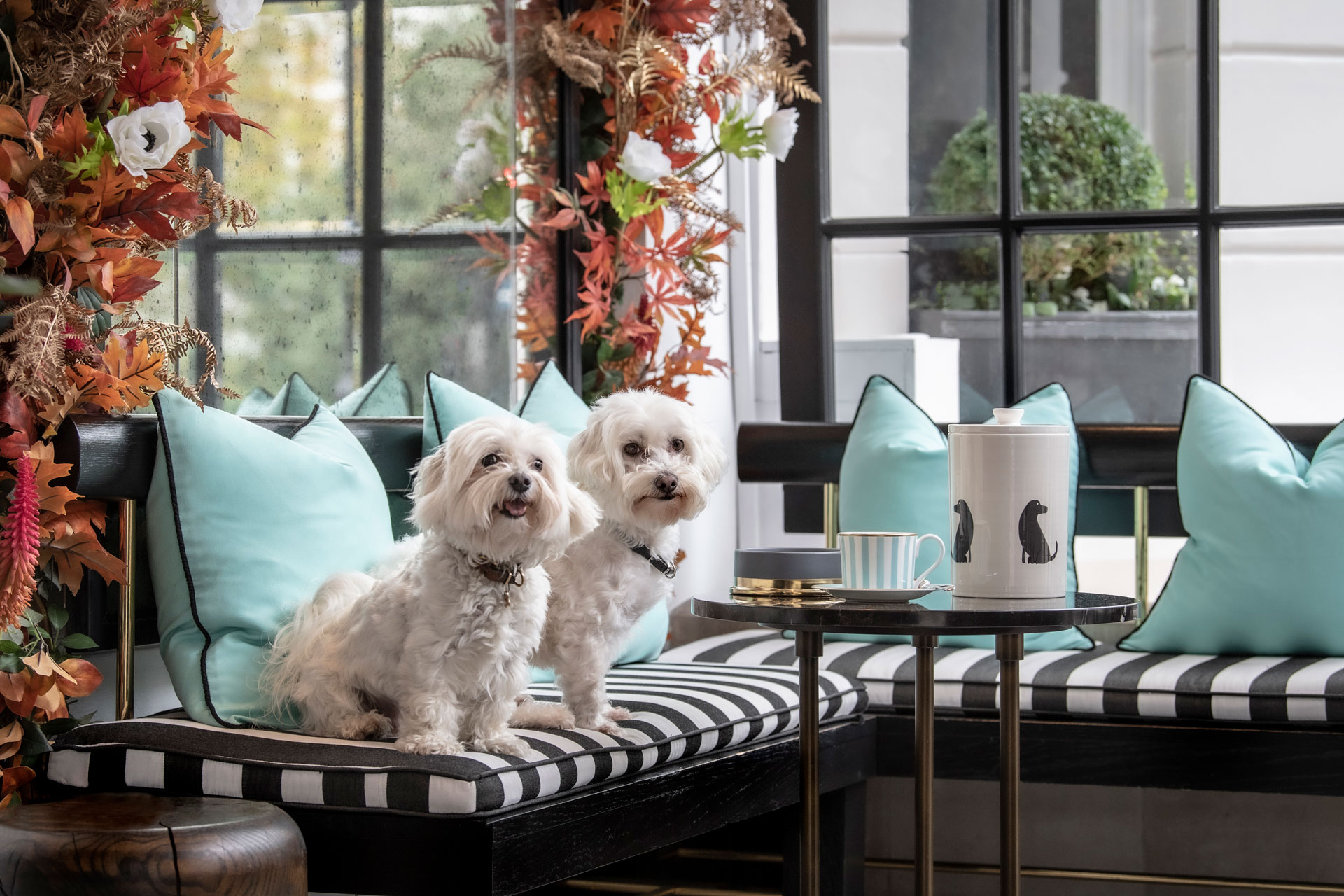 the-best-dog-friendly-hotels-in-london