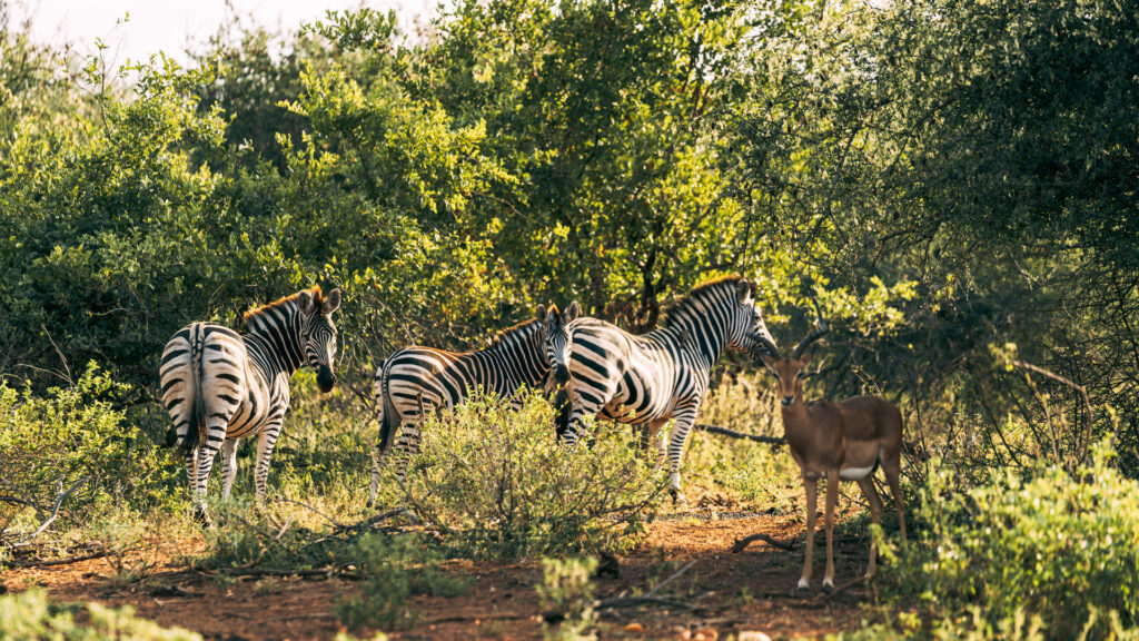 sustainable-&-ethical:-how-to-safari-in-2022