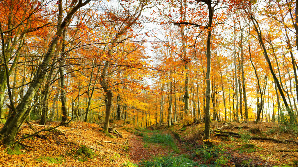 here's-what-to-do-in-devon-this-autumn