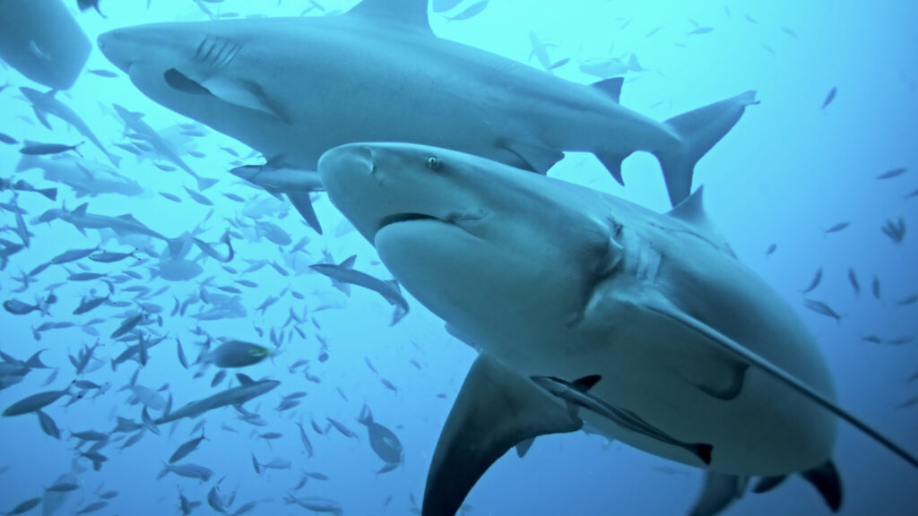 cruise-passenger-dies-in-shark-attack-while-snorkeling