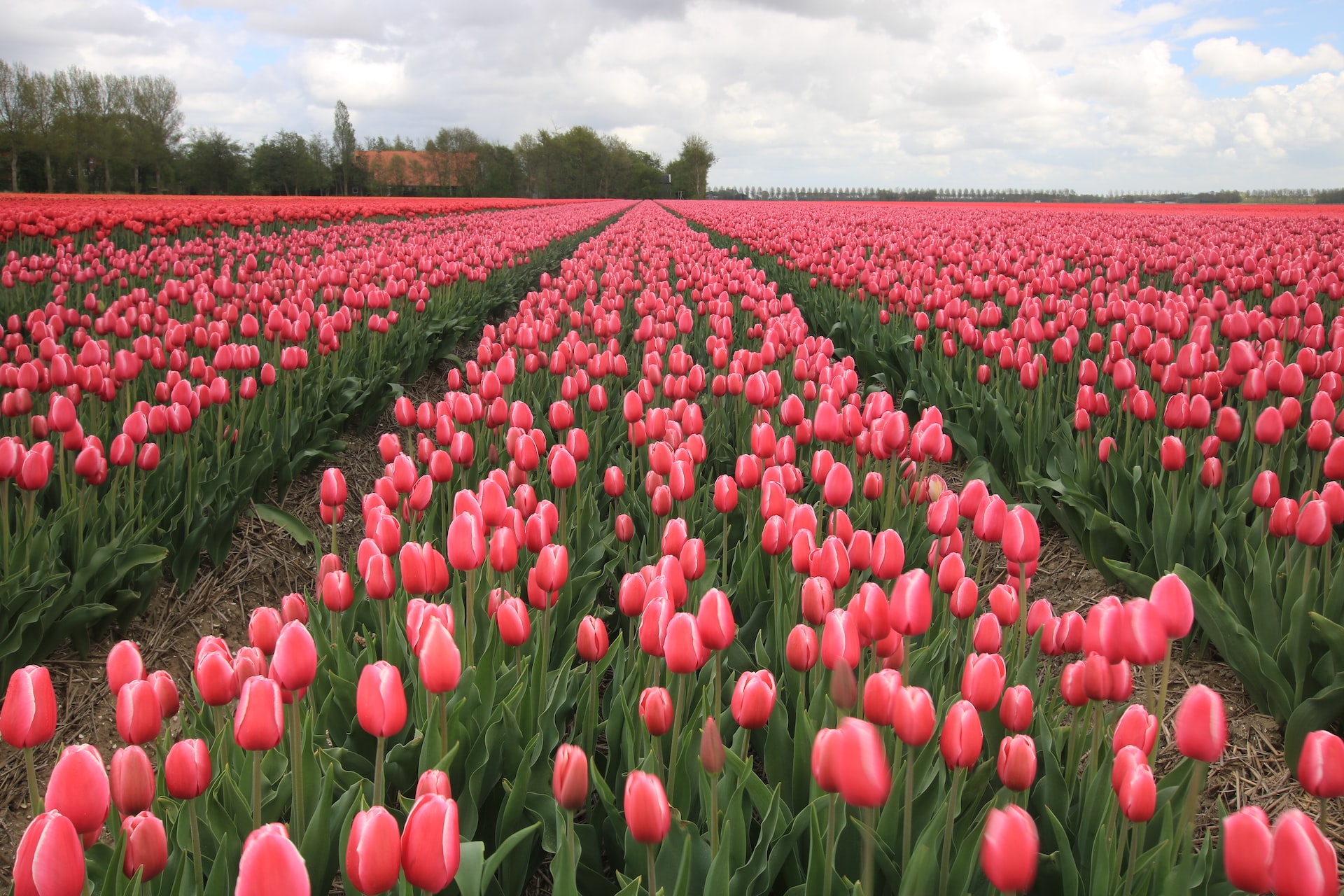 posti-meravigliosi-per-vedere-i-tulipani-nei-paesi-bassi-|-viaggiamo