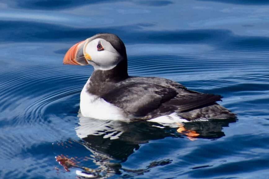 isle-of-skye-tour:-where-to-see-puffins-and-seals
