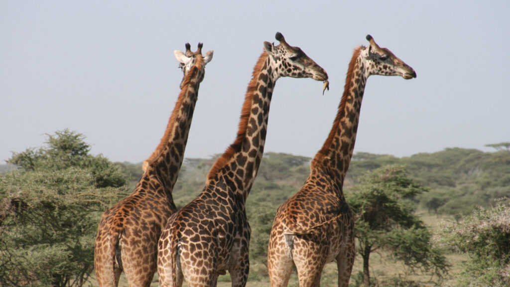 the-best-safari-holidays-for-2022/23