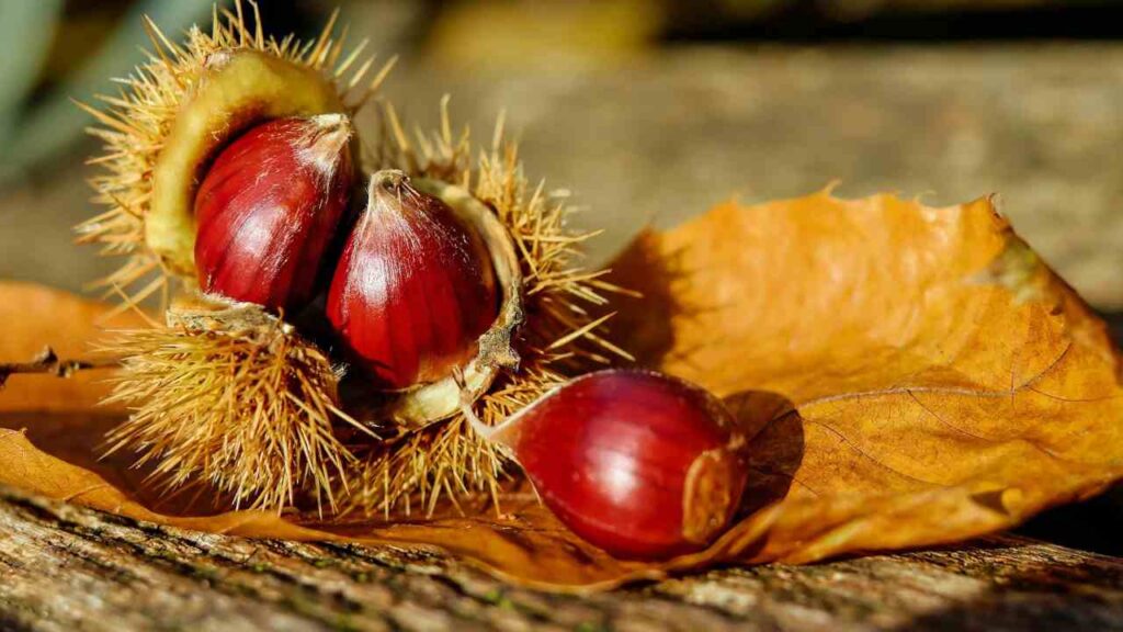 castagne,-la-regina-dell'autunno:-provale-nella-friggitrice-ad-aria