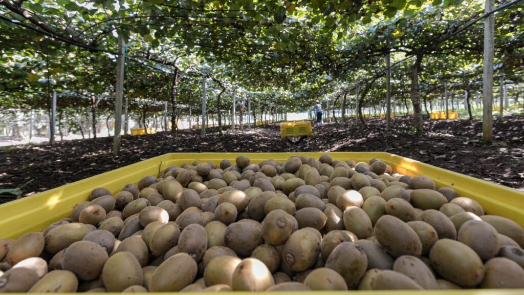 tutti-i-benefici-del-kiwi,-il-frutto-perfetto-per-l