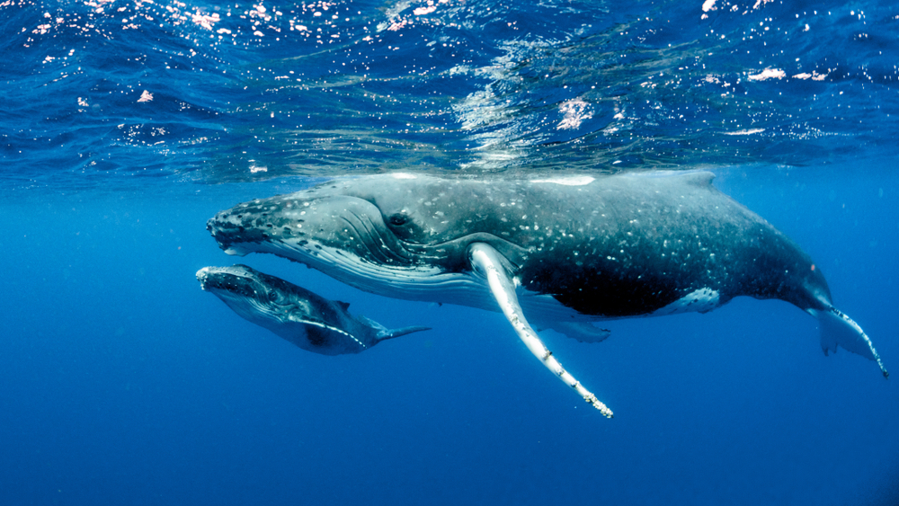 pacific-whale-foundation-announces-‘welcome-home-the-whales-2022’