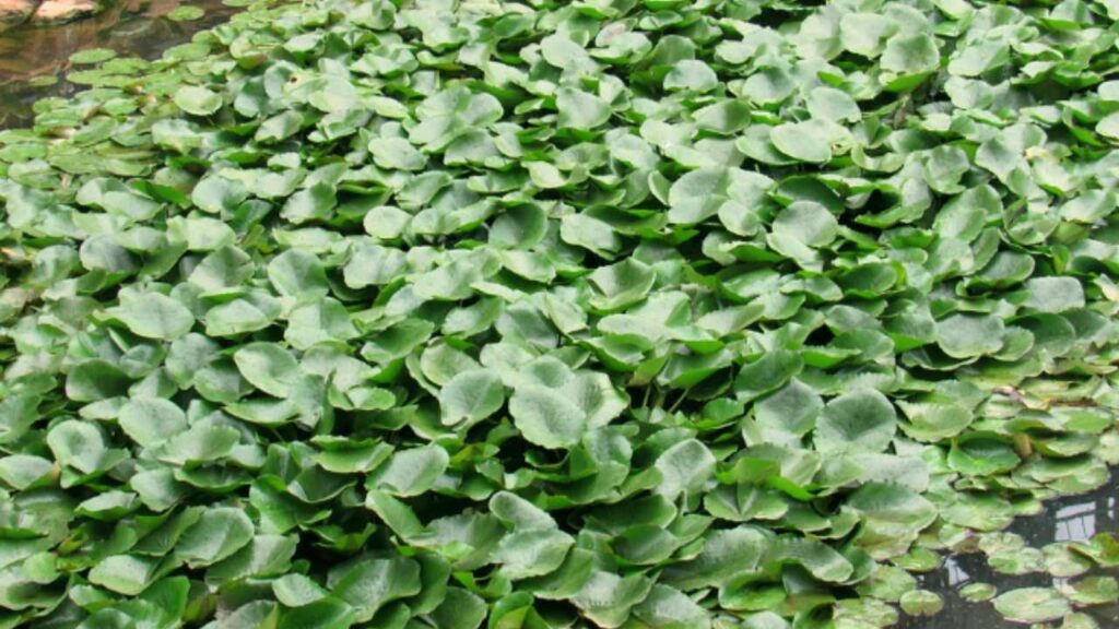 hai-queste-piante-in-giardino?-rischi-moltissimo!