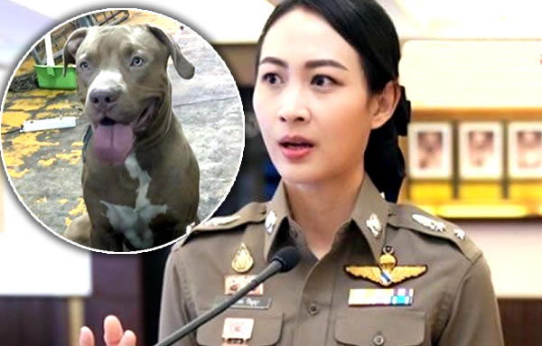 warning-to-all-dog-owners-in-thailand-after-a-recent-pit-bull-attack-and-other-incidents-–-thai-examiner