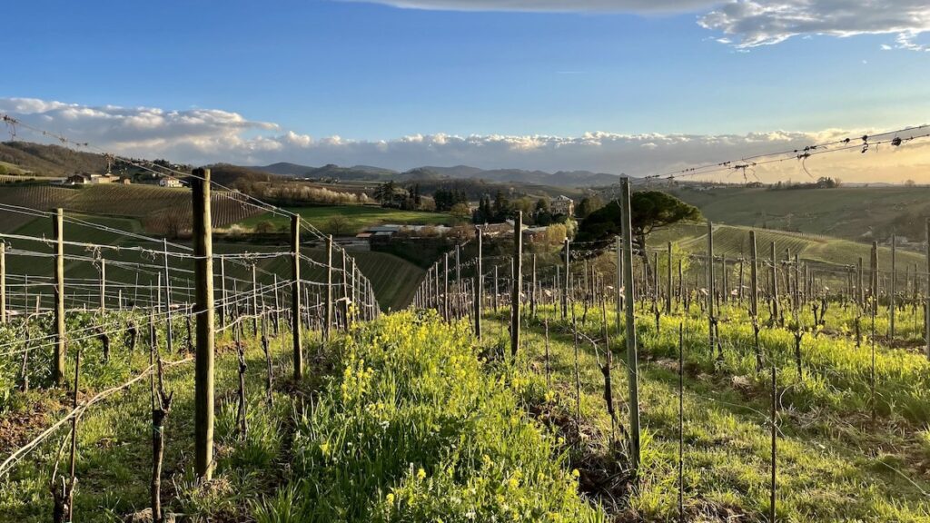 biosostenibilita-in-vigna-con-il-piano-divulgativo-del-distretto-dell'oltrepo-pavese-–-informacibo