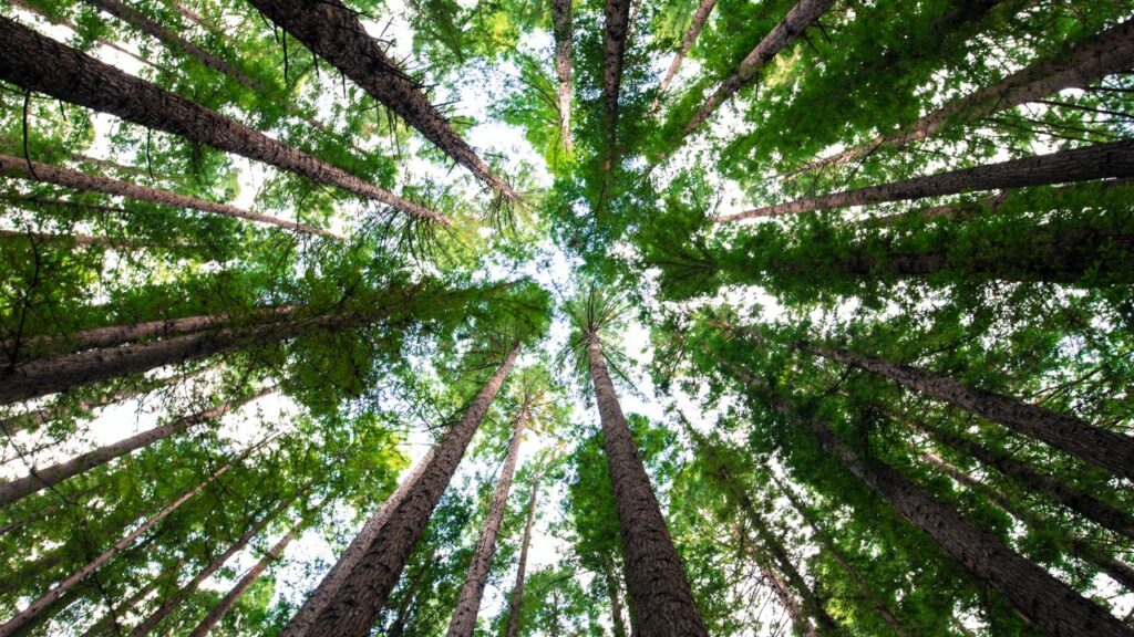 passi-avanti-|-se-deforesti-non-entri-in-europa-–-linkiesta.it