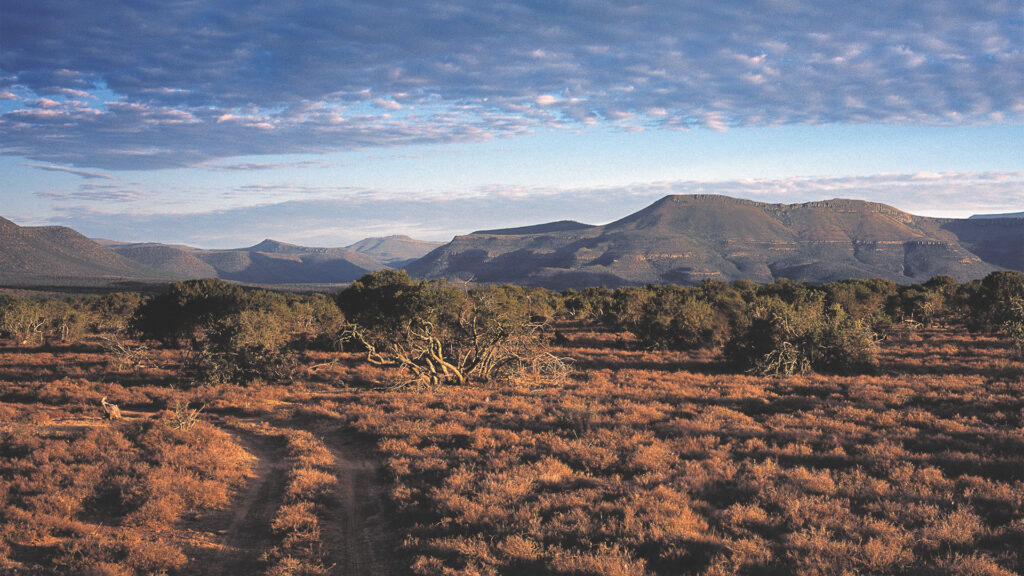 conservation-queens:-interview-with-isabelle-tompkins-–-samara-karoo-reserve,-south-africa
